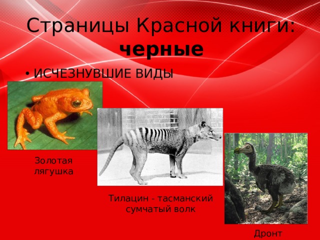Страницы Красной книги: черные ИСЧЕЗНУВШИЕ ВИДЫ Золотая лягушка Тилацин - тасманский сумчатый волк Дронт