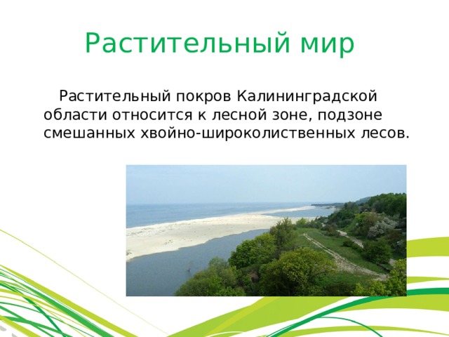 Растительный мир  Растительный покров Калининградской области относится к лесной зоне, подзоне смешанных хвойно-широколиственных лесов. 