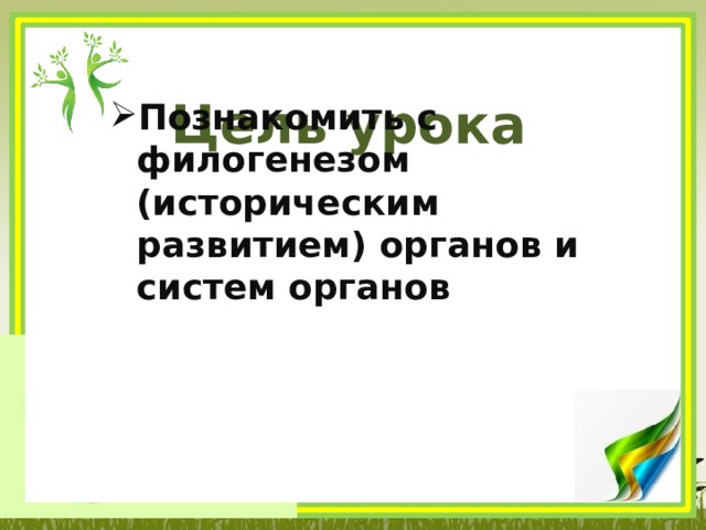 Цель урока Познакомить с филогенезом (историческим развитием) органов и систем органов  