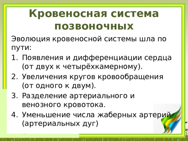 Кровеносная система позвоночных   Эволюция кровеносной системы шла по пути: Появления и дифференциации сердца (от двух к четырёхкамерному). Увеличения кругов кровообращения (от одного к двум). Разделение артериального и венозного кровотока. Уменьшение числа жаберных артерий (артериальных дуг) 