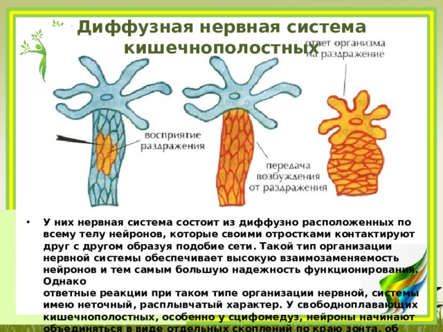 Радиальная симметрия диффузная нервная система анаэробное. Диффузная нервная система. Диффузная нервная система кишечнополостных. Наличие диффузной нервной системы. Диффузная нервная система описание.