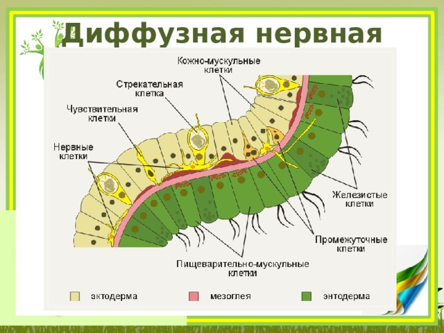 Диффузная нервная система 