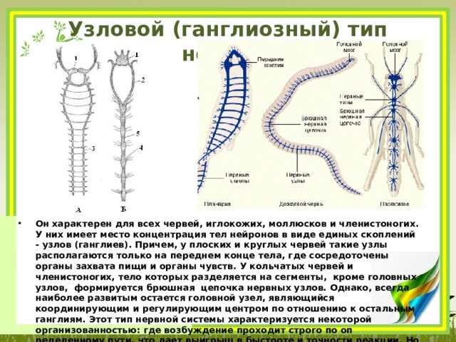 Нервная узлового типа. Нервная система узлового типа. Ганглиозный Тип нервной системы. Узловой Тип нервной системы не характерен для. Ганглиозная нервная система характерна для.