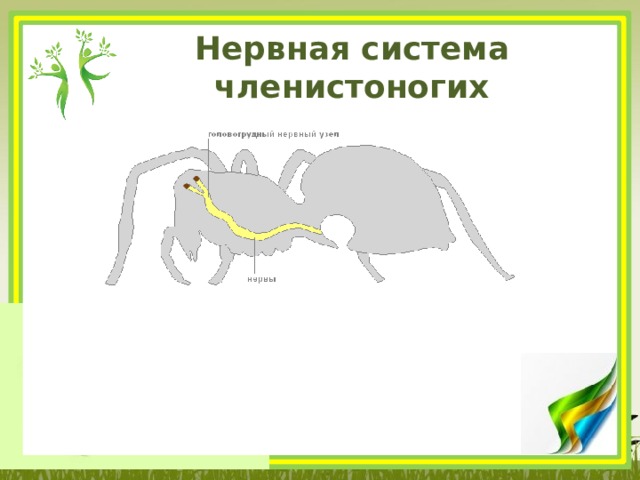 Нервная система членистоногих 