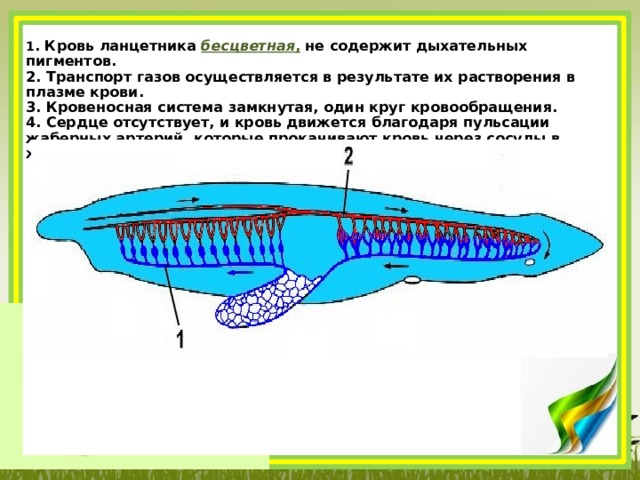 Дыхание ланцетника