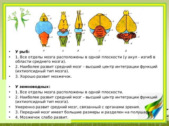 Типы мозга