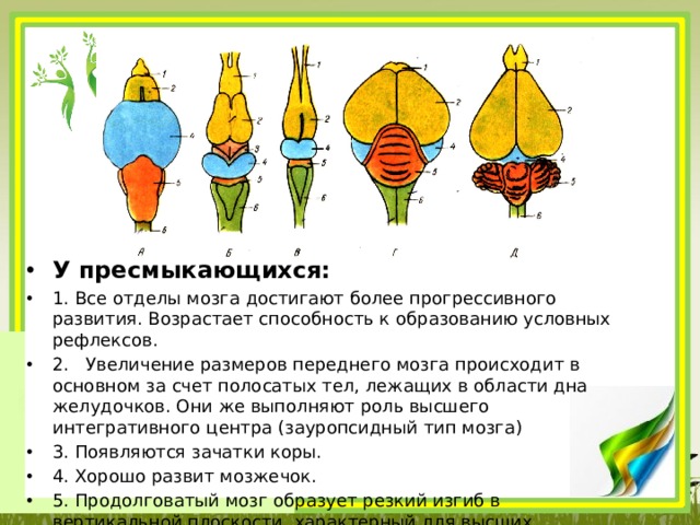 У пресмыкающихся: 1. Все отделы мозга достигают более прогрессивного развития. Возрастает способность к образованию условных рефлексов. 2.   Увеличение размеров переднего мозга происходит в основном за счет полосатых тел, лежащих в области дна желудочков. Они же выполняют роль высшего интегративного центра (зауропсидный тип мозга) 3. Появляются зачатки коры. 4. Хорошо развит мозжечок. 5. Продолговатый мозг образует резкий изгиб в вертикальной плоскости, характерный для высших позвоночных. 