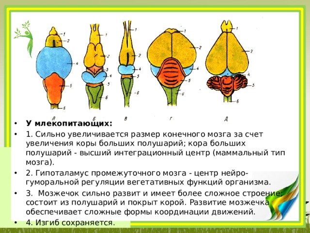 Типы мозга. Головной мозг млекопитающих маммальный Тип. Типы мозга зауропсидный маммальный. Тип мозга у птиц. Ихтиопсидный Тип головного мозга.