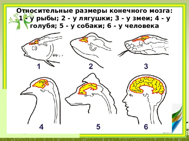 Относительные размеры конечного мозга:  1 - у рыбы; 2 - у лягушки; 3 - у змеи; 4 - у голубя; 5 - у собаки; 6 - у человека 