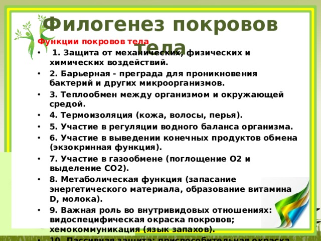 Филогенез покровов тела Функции покровов тела  1. Защита от механических, физических и химических воздейст­вий. 2. Барьерная - преграда для проникновения бактерий и других микроорганизмов. 3. Теплообмен между организмом и окружающей сре­дой. 4. Термоизоляция (кожа, волосы, перья). 5. Участие в регуляции водного баланса организма. 6. Участие в выведении конечных продуктов обмена (экзокринная функция). 7. Участие в газообмене (поглощение О2 и выделение СО2). 8. Метаболическая функция (запасание энергетического материа­ла, образование витамина D, молока). 9. Важная роль во внутривидовых отношениях: видоспецифическая окраска покровов; хемокоммуникация (язык запахов). 10. Пассивная защита: приспособительная окраска обес­печивает адаптацию организма к среде обитания.  
