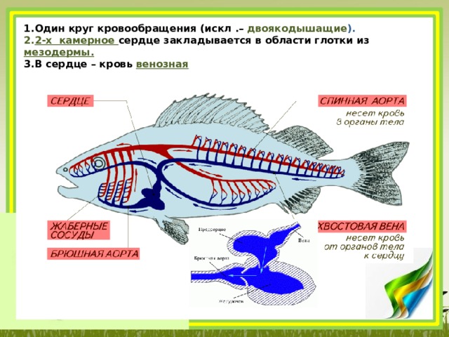 Особенности кровообращения рыб