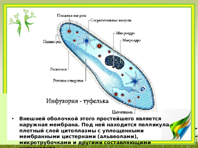 Внешней оболочкой этого простейшего является наружная мембрана. Под ней находится пелликула – плотный слой цитоплазмы с уплощенными мембранными цистернами (альвеолами), микротрубочками и другими составляющими цитоскелета. 