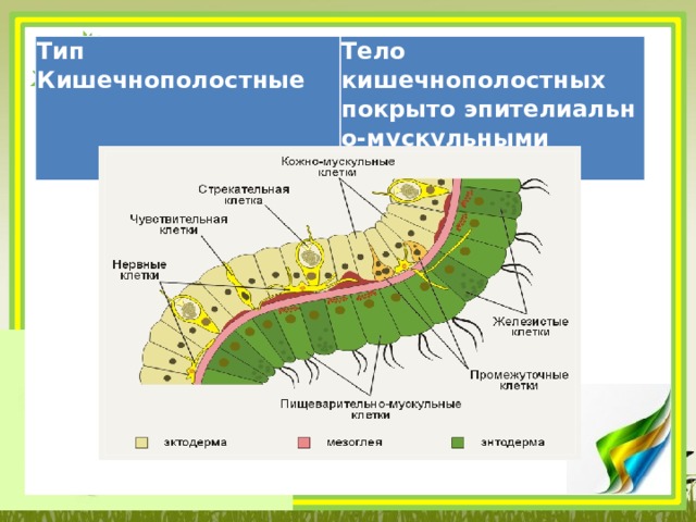 Тип Кишечнополостные Тело кишечнополостных покрыто эпителиально-мускульными клетками 