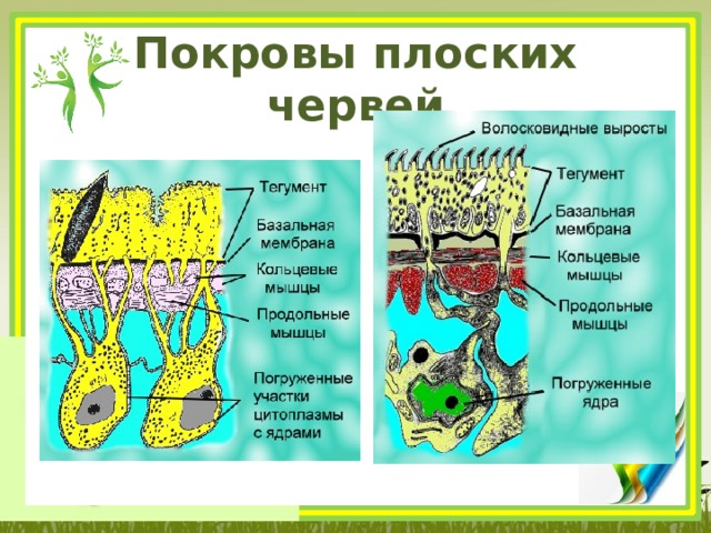 Покровы плоских червей 