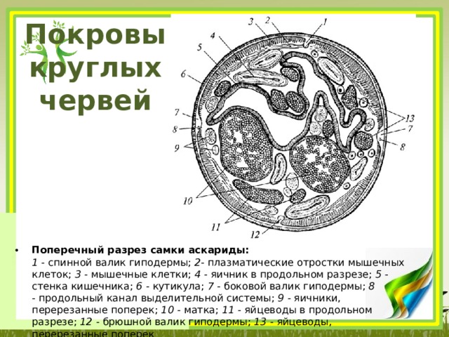 Поперечный разрез самки аскариды рисунок