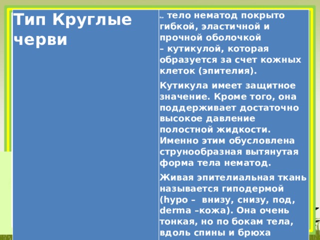 Тип Круглые черви Все тело нематод покрыто гибкой, эластичной и прочной оболочкой – кутикулой, которая образуется за счет кожных клеток (эпителия). Кутикула имеет защитное значение. Кроме того, она поддерживает достаточно высокое давление полостной жидкости. Именно этим обусловлена струнообразная вытянутая форма тела нематод. Живая эпителиальная ткань называется гиподермой (hypo – внизу, снизу, под, derma –кожа). Она очень тонкая, но по бокам тела, вдоль спины и брюха утолщена в виде валиков 