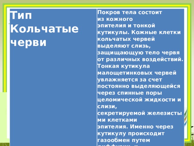 Тип Кольчатые черви Покров тела состоит из кожного эпителия и тонкой кутикулы. Кожные клетки кольчатых червей выделяют слизь, защищающую тело червя от различных воздействий. Тонкая кутикула малощетинковых червей увлажняется за счет постоянно выделяющейся через спинные поры целомической жидкости и слизи, секретируемой железистыми клетками эпителия. Именно через кутикулу происходит газообмен путем диффузии, и разветвленная сеть капилляров, расположенных в эпителии, обеспечивает этот процесс 
