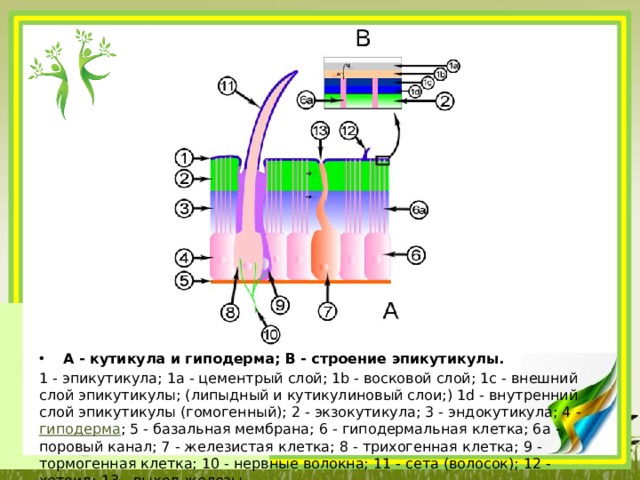 А - кутикула и гиподерма; В - строение эпикутикулы. 1 - эпикутикула; 1а - цементрый слой; 1b - восковой слой; 1с - внешний слой эпикутикулы; (липыдный и кутикулиновый слои;) 1d - внутренний слой эпикутикулы (гомогенный); 2 - экзокутикула; 3 - эндокутикула; 4 -  гиподерма ; 5 - базальная мембрана; 6 - гиподермальная клетка; 6а - поровый канал; 7 - железистая клетка; 8 - трихогенная клетка; 9 - тормогенная клетка; 10 - нервные волокна; 11 - сета (волосок); 12 - хетоид; 13 - выход железы. 