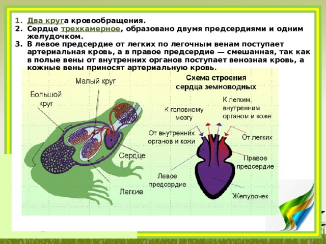 Трехкамерное сердце класс животных. Трехкамерное сердце. Трехкамерное сердце два круга обращения у кого.