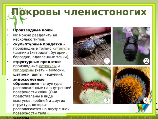 Покровы членистоногих Производные кожи Их можно разделить на несколько типов: скульптурные придатки  – производные только  кутикулы (шипики (хетоиды), бугорки, бороздки, вдавленные точки); структурные придатки : производные  кутикулы  и  гиподермы (хеты - волоски, щетинки; шипы, чешуйки); эндоскелетные образования  – структуры, расположенные на внутренней поверхности кожи (Они представлены в виде выступов, гребней и других структур, которые располагаются на внутренней поверхности тела); железы . [1]  