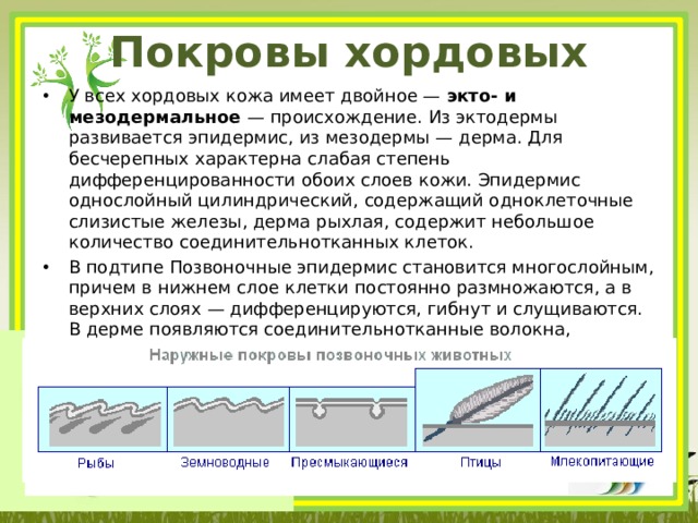Покровы хордовых У всех хордовых кожа имеет двойное — экто- и мезодермальное — происхождение. Из эктодермы развивается эпидермис, из мезодермы — дерма. Для бесчерепных характерна слабая степень дифференцированности обоих слоев кожи. Эпидермис однослойный цилиндрический, содержащий одноклеточные слизистые железы, дерма рыхлая, содержит небольшое количество соединительнотканных клеток. В подтипе Позвоночные эпидермис становится многослойным, причем в нижнем слое клетки постоянно размножаются, а в верхних слоях — дифференцируются, гибнут и слущиваются. В дерме появляются соединительнотканные волокна, придающие покровам прочность. Кожа образует придатки, многообразные в зависимости от образа жизни и уровня организации, а также железы, выполняющие различные функции. 