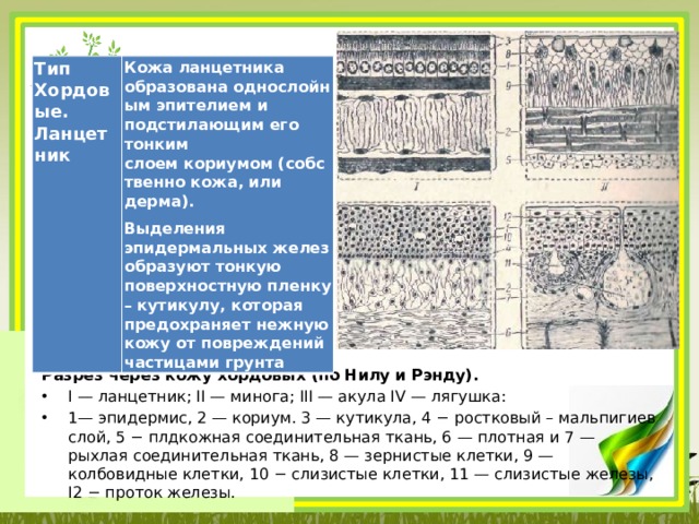 Тип Хордовые.   Ланцетник Кожа ланцетника образована однослойным эпителием и подстилающим его тонким слоем кориумом (собственно кожа, или дерма). Выделения эпидермальных желез образуют тонкую поверхностную пленку – кутикулу, которая предохраняет нежную кожу от повреждений частицами грунта Разрез через кожу хордовых (по Нилу и Рэнду). I — ланцетник; II — минога; III — акула IV — лягушка: 1— эпидермис, 2 — кориум. 3 — кутикула, 4 − ростковый – мальпигиев слой, 5 − плдкожная соединительная ткань, 6 — плотная и 7 — рыхлая соединительная ткань, 8 — зернистые клетки, 9 — колбовидные клетки, 10 − слизистые клетки, 11 — слизистые железы, I2 − проток железы. 