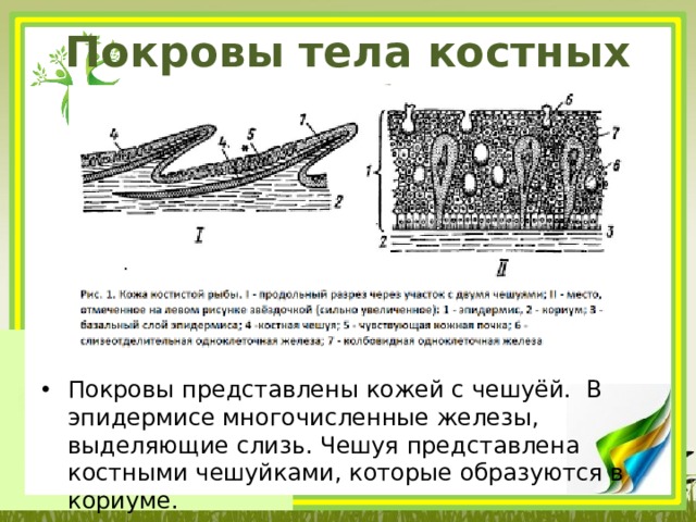 Покровы тела костных рыб Покровы представлены кожей с чешуёй. В эпидермисе многочисленные железы, выделяющие слизь. Чешуя представлена костными чешуйками, которые образуются в кориуме. 