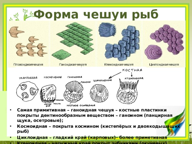 Из чего состоит чешуя. Ганоидная чешуя. Циклоидная чешуя. Типы чешуи рыб. Строение циклоидной чешуи.