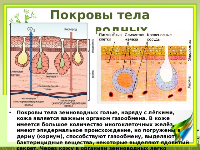 Покровы тела земноводных Покровы тела земноводных голые, наряду с лёгкими, кожа является важным органом газообмена. В коже имеется большое количество многоклеточных желёз, имеют эпидермальное происхождение, но погружены в дерму (кориум), способствуют газообмену, выделяют бактерицидные вещества, некоторые выделяют ядовитый секрет. Через кожу в организм земноводных легко проникает и вода. 