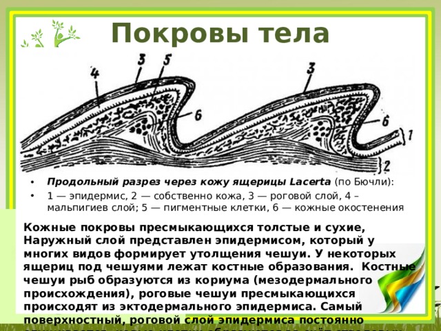 Строение покрова тела моллюсков. Продольный разрез через кожу ящерицы. Мальпигиев слой. Покровы тела рептилий.