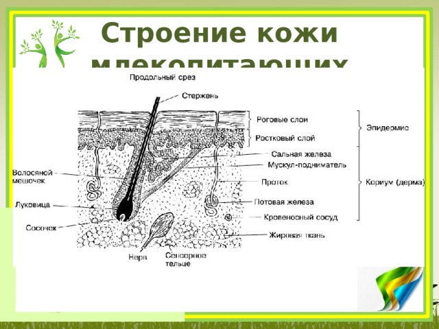 Строение кожи животных рисунки. Слои кожи млекопитающих.