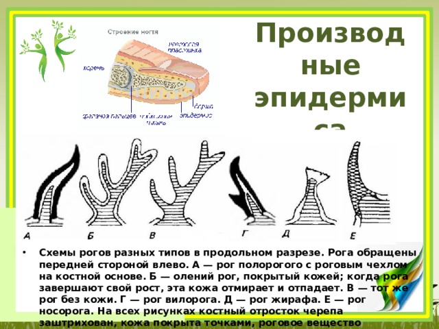 Производные эпидермиса Схемы рогов разных типов в продольном разрезе. Рога обращены передней стороной влево. А — рог полорогого с роговым чехлом на костной основе. Б — олений рог, покрытый кожей; когда рога завершают свой рост, эта кожа отмирает и отпадает. В — тот же рог без кожи. Г — рог вилорога. Д — рог жирафа. Е — рог носорога. На всех рисунках костный отросток черепа заштрихован, кожа покрыта точками, роговое вещество зачернено, а непарный рог носорога покрыт сеткой 