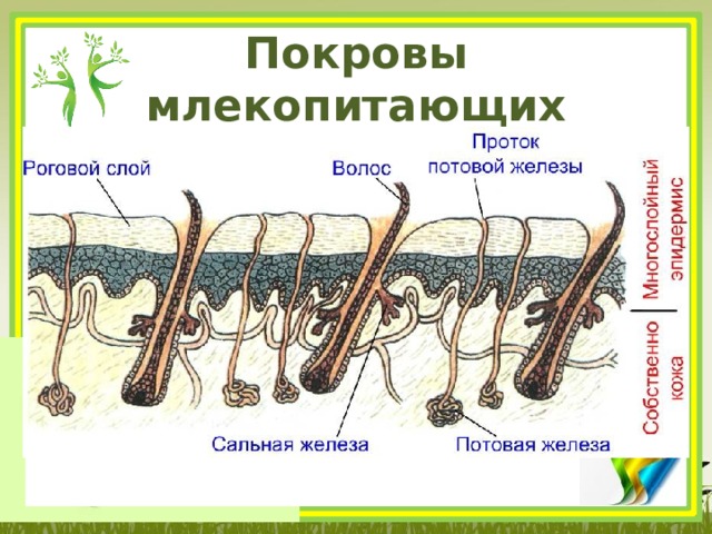 Рассмотрите рисунок подпишите названия частей кожного покрова млекопитающих