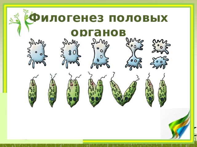 Филогенез половых органов 