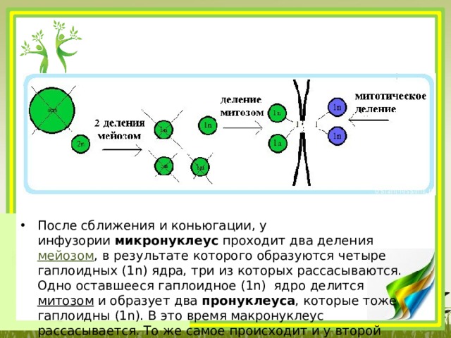 Каким номером на рисунке обозначена фаза. Гаплоидные ядра мейоза. Четвертое деление микронуклеуса. Редукционное деление инфузории. Формируется два гаплоидных ядра.