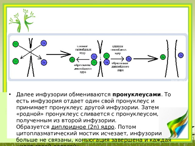 Далее инфузории обмениваются  пронуклеусами . То есть инфузория отдает один свой пронуклеус и принимает пронуклеус другой инфузории. Затем «родной» пронуклеус сливается с пронуклеусом, полученным из второй инфузории. Образуется  диплоидное (2n) ядро . Потом цитоплазматический мостик исчезает, инфузории больше не связаны, коньюгация завершена и каждая «идет своей дорогой». 