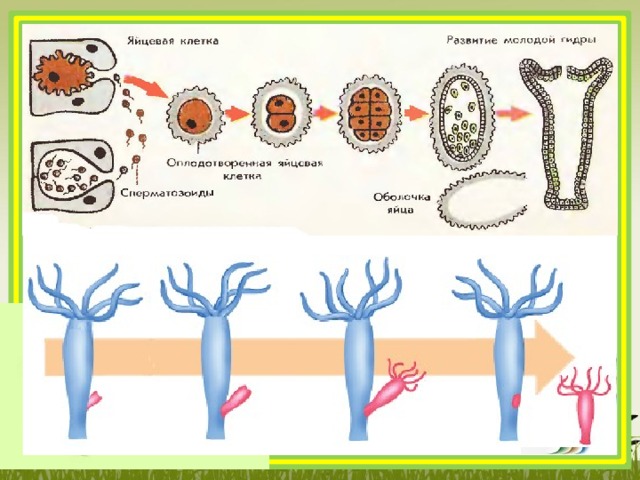 Половое размножение клеток. Гидра обыкновенная размножение. Бесполое размножение пресноводной гидры. Размножение гидры пресноводной. Размножение гидры схема.