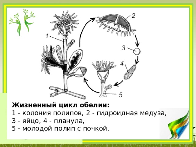 Жизненный цикл обелии:    1 - колония полипов, 2 - гидроидная медуза,  3 - яйцо, 4 - планула,  5 - молодой полип с почкой. 
