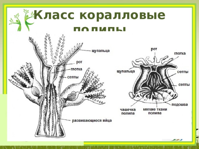 Класс коралловые полипы 