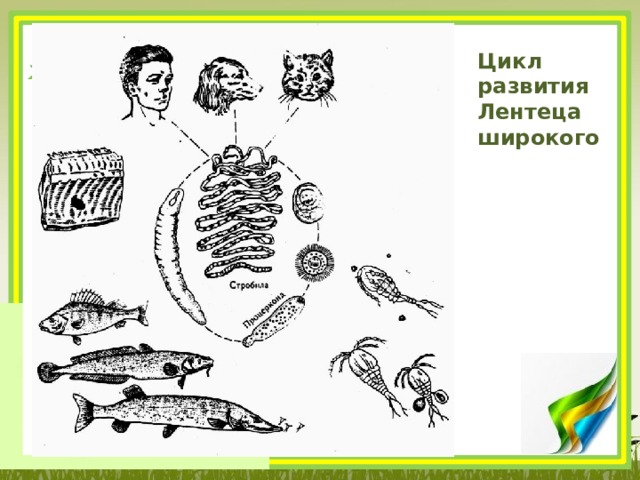 Цикл развития Лентеца широкого 