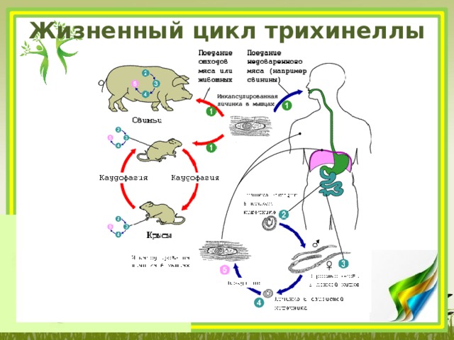 Жизненный цикл трихинеллы спиральной схема