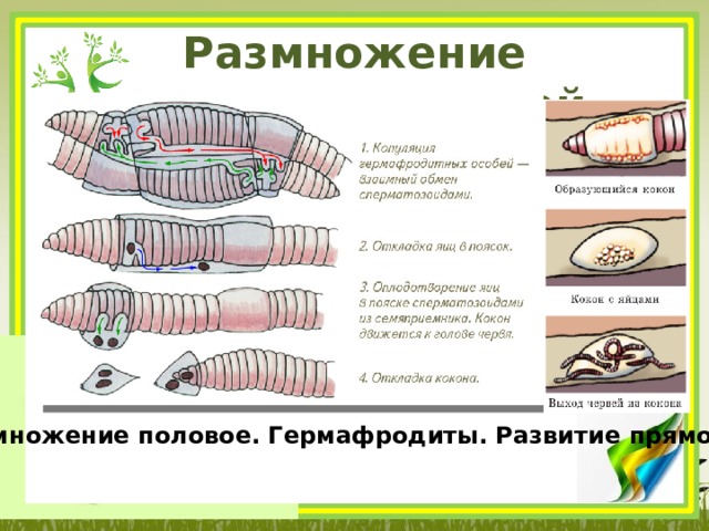 Размножение кольчатых червей Размножение половое. Гермафродиты. Развитие прямое. 