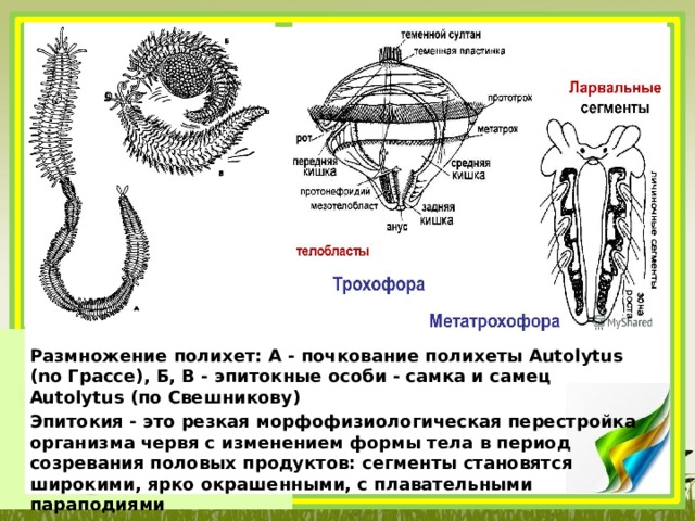 Работая в группах рассмотрите рисунок 184