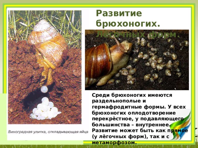 Развитие брюхоногих. Лёгочных форм. Среди брюхоногих имеются раздельнополые и гермафродитные формы. У всех брюхоногих оплодотворение перекрёстное, у подавляющего большинства – внутреннее. Развитие может быть как прямое (у лёгочных форм), так и с метаморфозом. 