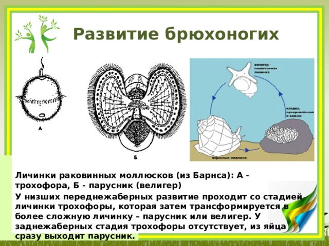 Развитие брюхоногих Личинки раковинных моллюсков (из Барнса): А - трохофора, Б - парусник (велигер) У низших переднежаберных развитие проходит со стадией личинки трохофоры, которая затем трансформируется в более сложную личинку – парусник или велигер. У заднежаберных стадия трохофоры отсутствует, из яйца сразу выходит парусник.  