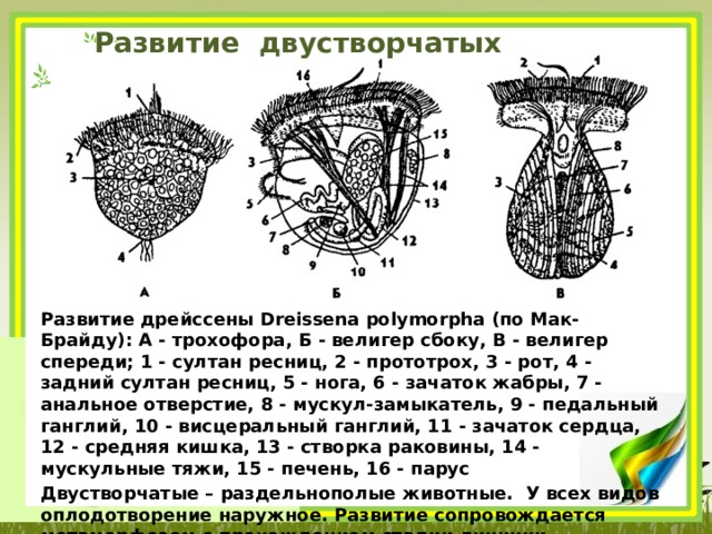 Развитие двустворчатых Развитие дрейссены Dreissena polymorpha (по Мак-Брайду): А - трохофора, Б - велигер сбоку, В - велигер спереди; 1 - султан ресниц, 2 - прототрох, 3 - рот, 4 - задний султан ресниц, 5 - нога, 6 - зачаток жабры, 7 - анальное отверстие, 8 - мускул-замыкатель, 9 - педальный ганглий, 10 - висцеральный ганглий, 11 - зачаток сердца, 12 - средняя кишка, 13 - створка раковины, 14 - мускульные тяжи, 15 - печень, 16 - парус Двустворчатые – раздельнополые животные. У всех видов оплодотворение наружное. Развитие сопровождается метаморфозом с прохождением стадии личинки трохофоры. Трохофора превращается в парусник (велигер). 