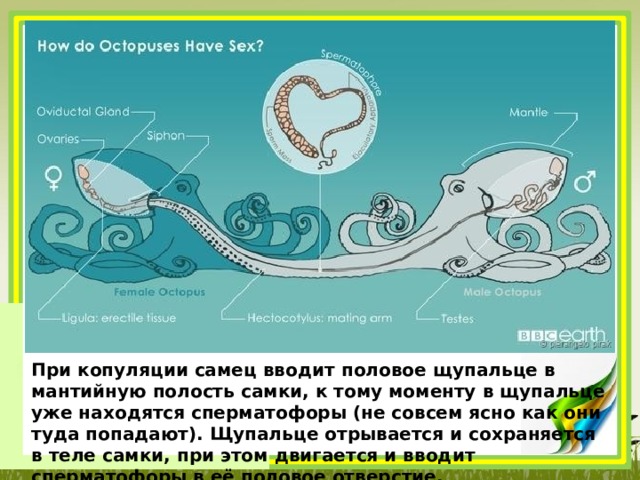 При копуляции самец вводит половое щупальце в мантийную полость самки, к тому моменту в щупальце уже находятся сперматофоры (не совсем ясно как они туда попадают). Щупальце отрывается и сохраняется в теле самки, при этом двигается и вводит сперматофоры в её половое отверстие. 