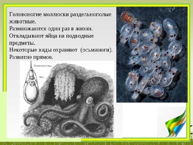 Развитие головоногих. Размножениеголовоногих м. Размножение головоногих моллюсков. Моллюски цикл развития. Стадии развития осьминога.