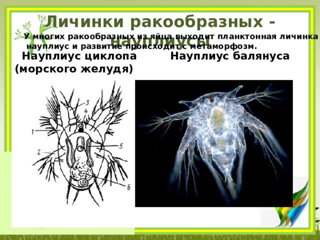 Личинки ракообразных - науплиусы   У многих ракообразных из яйца выходит планктонная личинка –  науплиус и развитие происходит с метаморфозм.  Науплиус циклопа Науплиус балянуса (морского желудя) 
