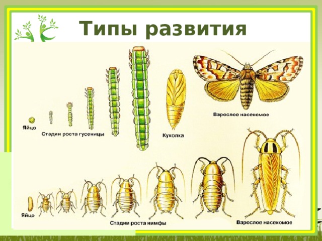 Систематика насекомых схема